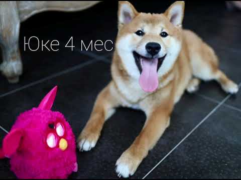 Видео: Как меняется щенок сиба-ину за год. Фото и видео веселых моментов.