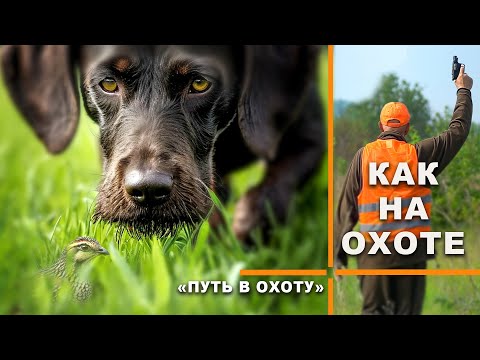 Видео: ПУТЬ В ОХОТУ. Моршанский перепел