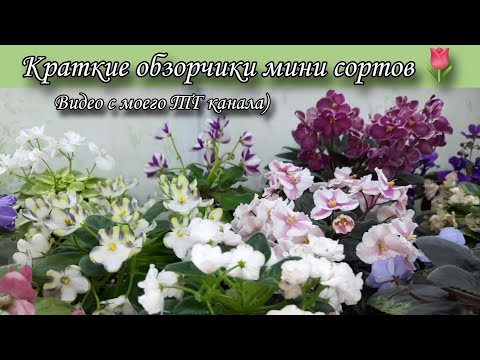Видео: Мини сорта из моей коллекции 🌷Видео с моего ТГ канала)