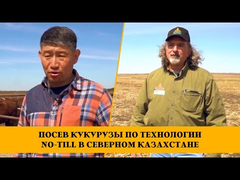 Видео: Посев кукурузы по технологии No-Till в Северном Казахстане