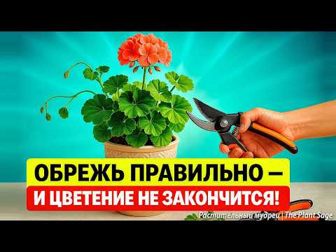 Видео: ОБРЕЖЬ ГЕРАНЬ В ОКТЯБРЕ ТАК И ВЕСНОЙ БУДУТ ШАПКИ ЦВЕТОВ! 🌿 ОБРЕЗКА ГЕРАНИ ДЛЯ СУПЕР-ЦВЕТЕНИЯ! ✂️