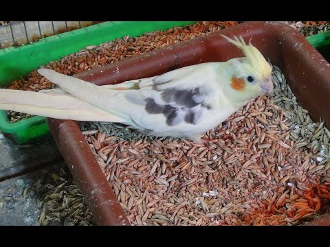 Видео: Кормление и разведение попугаев.