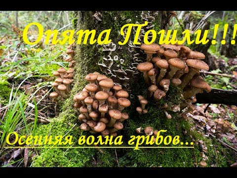 Видео: ОПЯТА ПОШЛИ! Поляны подосиновиков. Вторая ВОЛНА грибов!