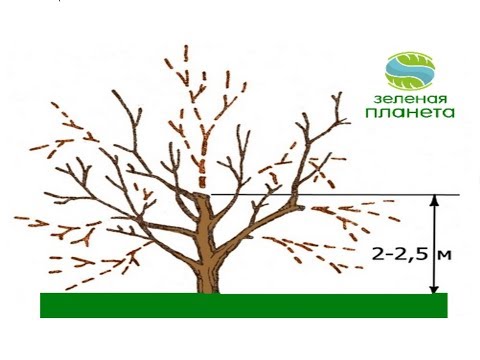 Видео: Обрезка старого сада / Как реанимировать старые деревья / Омоложение старого фруктового сада