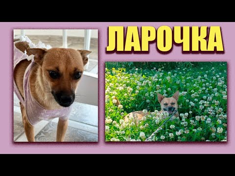 Видео: Лара и её Ларисковичи 🥰