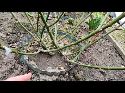 Видео: Открываю розы 🌹🌹🌹Горизонталю побеги для обильного цветения