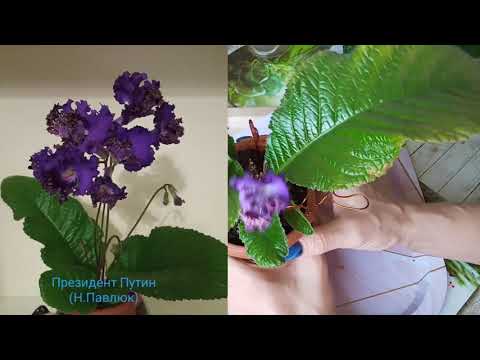 Видео: Стрептокарпусы уход. Когда лучше пересаживать стрептокарпус?