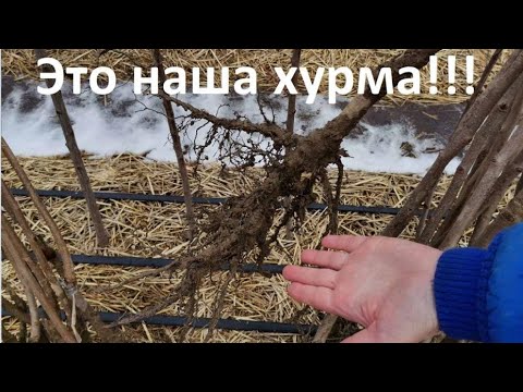 Видео: Вот такая хурма должна быть!!!