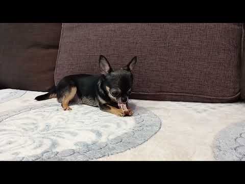 Видео: Страх 2. Боязнь улицы. Чихуахуа боится гулять на улице. Как мы справились?