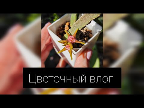 Видео: Цветочный влог 