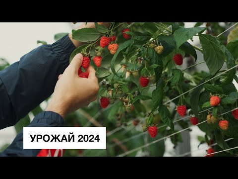 Видео: Малина в конце ноября 2024г