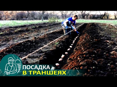 Видео: 🥔 Посадка картофеля в траншеях 🌿 Опыт выращивания картофеля по технологии Гордеевых