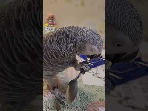 Видео: ПРИКОЛ! И песни ПОПЕЛИ и ОТОБЕДАЛИ с Джокером..🤣😅