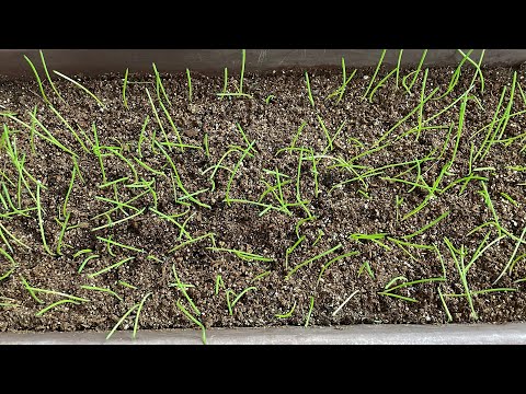 Видео: Всходы Луков Эксибишен с двух посевов, с интервалом в 8 дней. Обрезка.