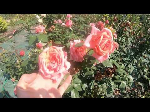 Видео: удалять цветы в первый год?