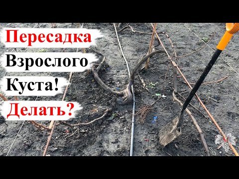 Видео: ПЕРЕСАДКА ВЗРОСЛОГО Куста ВИНОГРАДА! Стоит ли ЭТО ДЕЛАТЬ?