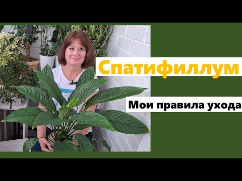 Видео: СПАТИФИЛЛУМ. Почему чернеют листья и сохнут кончики. Как я ухаживаю за спатифиллумом