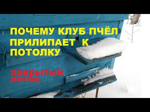 Видео: Семья пчёл гудит зимой. Почему зимовка пчёл беспокойная... Как сидит клуб пчёл.