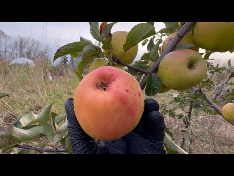 Видео: Лучший сорт яблок для посадки. Самый простой в выращивании сорт на северо-западе штата Вашингтон.