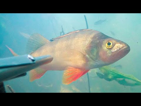 Видео: По траве за лещом.