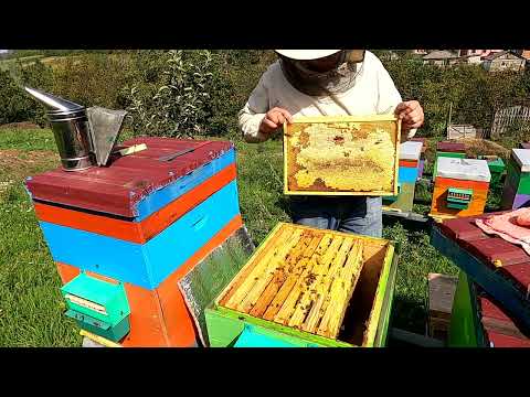 Видео: Скільки кг меду залишати бджолам в зиму