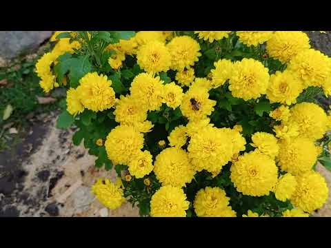 Видео: 2 ноября 2025 г. Картошка на углях-это неприлично вкусно)