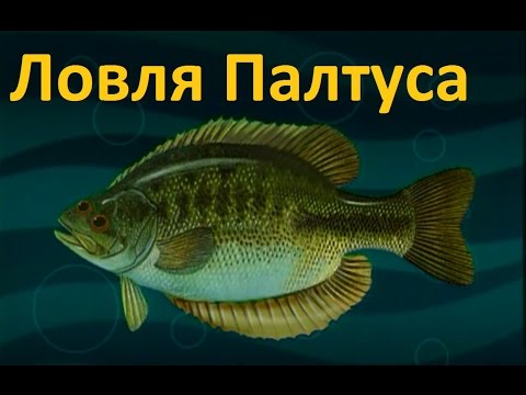 Видео: Диалоги о рыбалке -117 - Ловля палтуса на спинниг, Камчатка.