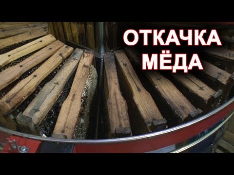 Видео: Откачка мёда. майский мёд.