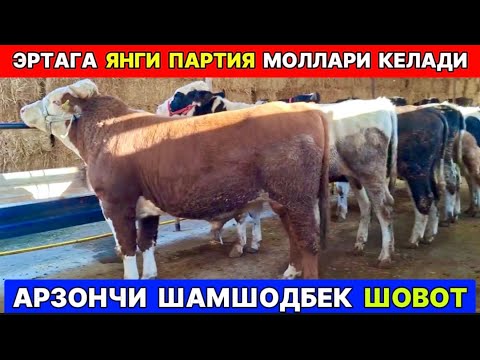 Видео: ЭРТАГА АРЗОНЧИ ШАМШОДБЕКНИ МОЛЛАРИ КЕЛАДИ ШОВОТГА  10-ноября 2025 г.