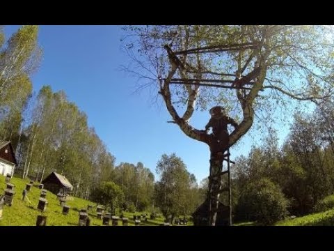 Видео: Медведь на пасеке ворует мёд