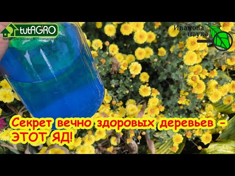 Видео: СЕКРЕТ ВЕЧНО ЗДОРОВЫХ РАСТЕНИЙ - СТРАШНЫЙ ЯД! Как обезвредить медный купорос в саду и огороде.