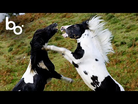 Видео: Борьба диких жеребцов на вершине: самки кланяются | Природа | Бой животных