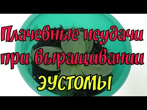 Видео: ЭУСТОМА. ПЛАЧЕВНЫЕ НЕУДАЧИ ПРИ ВЫРАЩИВАНИИ.