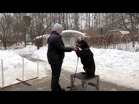 Видео: ДТ-53. Доверие и статус - урок с ротвейлером. Важнейшие моменты дрессировки.