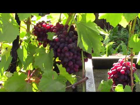 Видео: Укрытие винограда на улице в открытом грунте (часть 1-я)