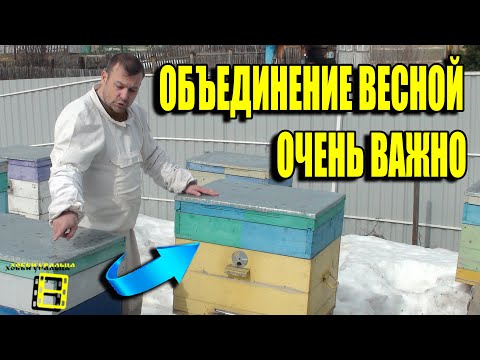 Видео: ЛУЧШЕЕ ОБЪЕДИНЕНИЕ ПЧЕЛИНЫХ СЕМЕЙ - РАННЕЙ ВЕСНОЙ. ПЧЕЛОВОДСТВО ДЛЯ НАЧИНАЮЩИХ