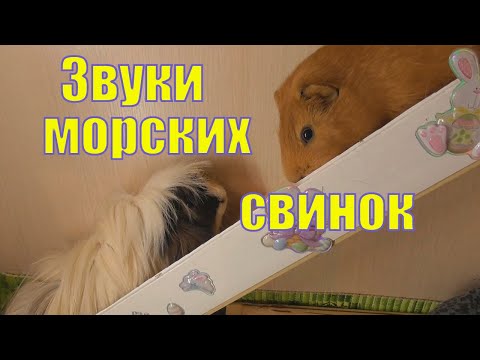 Видео: ЗВУКИ МОРСКИХ СВИНОК/ ЧТО ОНИ ОЗНАЧАЮТ