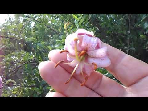 Видео: лилии в моём саду