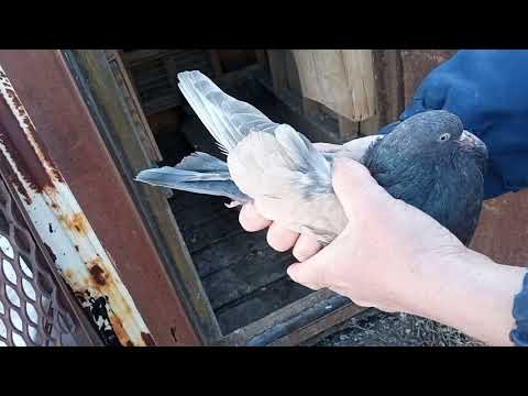 Видео: Голуби желтобокие, соломенные, Кировоградские  В гостях у Михаила Панарина, п.Угорье, Олег Костяков.