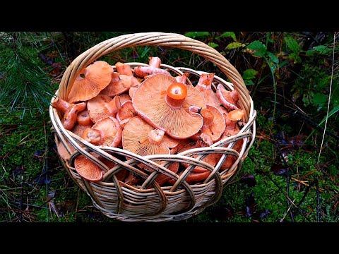 Видео: РЫЖИКИ ПОШЛИ, УРА!!! ГРИБОВ СТОЛЬКО, ЧТО ВСЕ НЕ СОБРАТЬ!!! ГРИБНИК В ШОКЕ! РЫЖИКИ 2022!