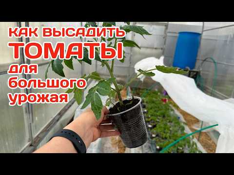 Видео: ВАЖНО ПРИ ПОСАДКЕ ТОМАТОВ. Мало кто знает, что ...