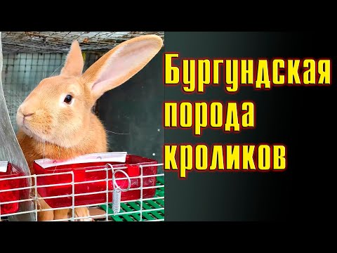 Видео: Бургундская порода кроликов