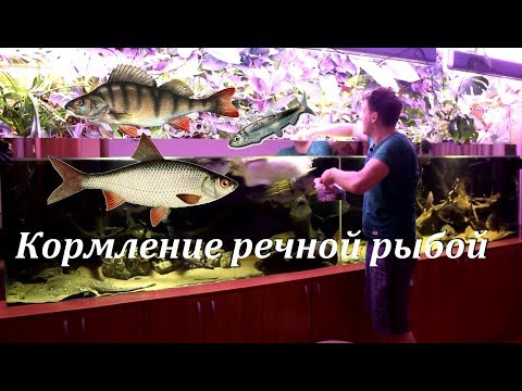 Видео: Кормление речной рыбой