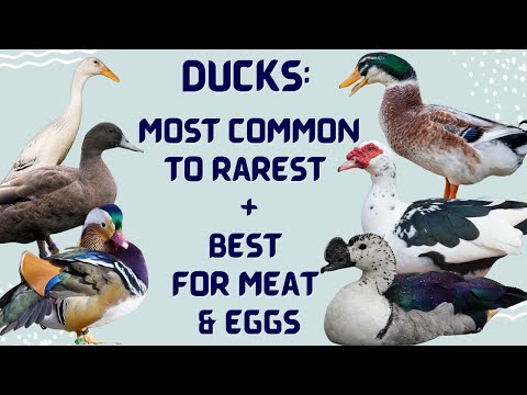 Видео: Утки: от самых распространённых до самых редких, а также лучшие утки для мяса и яиц