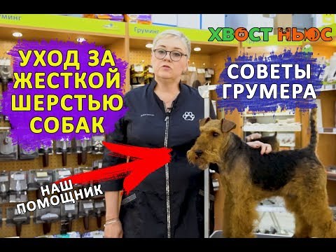 Видео: Уход за жесткой шерстью собак. Груминг