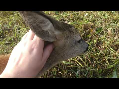 Видео: Кашель у коз