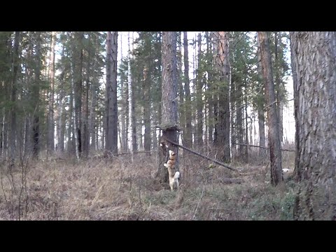 Видео: ОХОТА НА КУНИЦУ КАПКАНАМИ / Две удачные проверки. Сезон 25-26г.