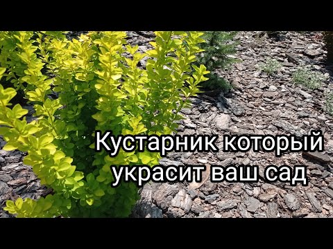 Видео: Черенкование барбариса🌱 Результат укоренения 👍