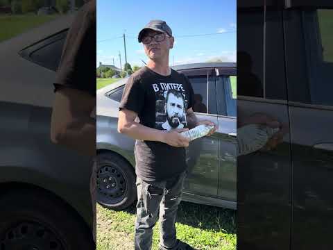 Видео: Профессор сорвал Большой Куш / ГАРДЕЙ И ИВАНЫЧ #artist #волгоград #юмор #рек #прикол #humor #art