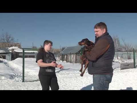 Видео: "Клуб охотников и рыболовов" выпуск 086 Говорим о Ягдтерьре